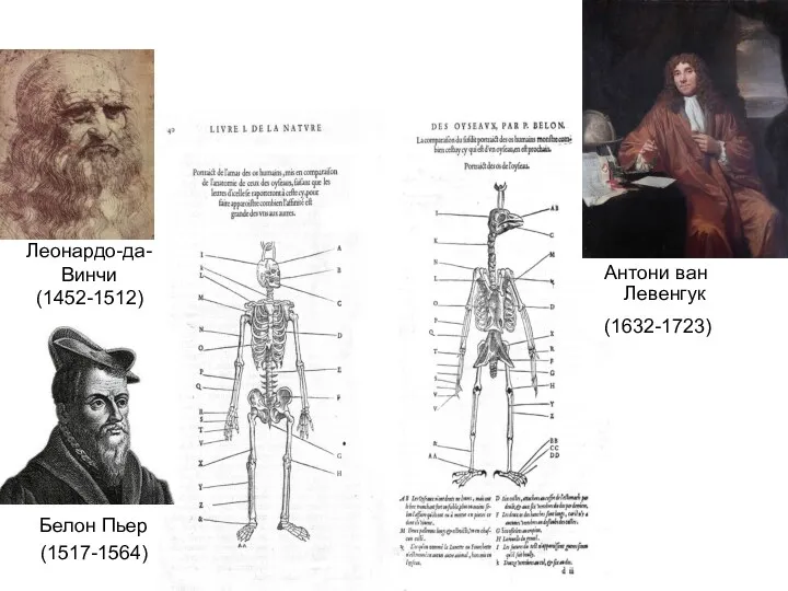 Леонардо-да-Винчи (1452-1512) Белон Пьер (1517-1564) Антони ван Левенгук (1632-1723)