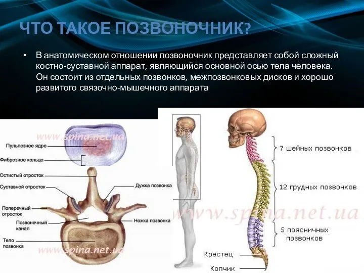 ЧТО ТАКОЕ ПОЗВОНОЧНИК? В анатомическом отношении позвоночник представляет собой сложный