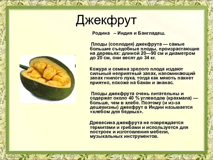 Джекфрут Родина – Индия и Бангладеш. Плоды (соплодия) джекфрута —