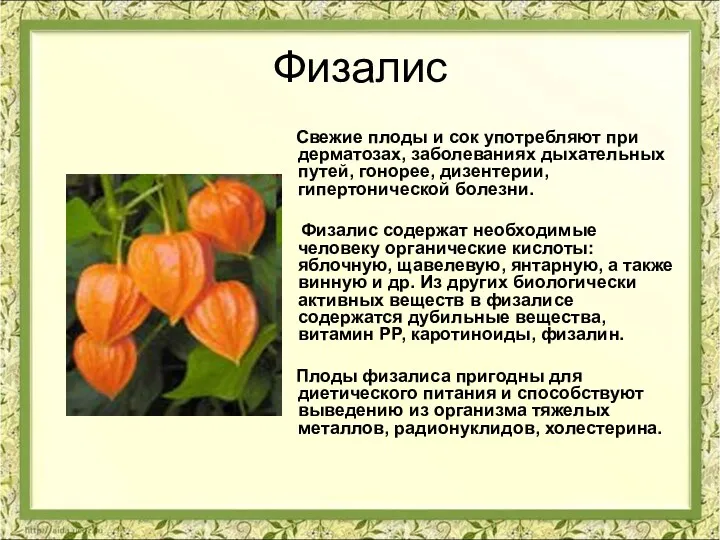 Физалис Свежие плоды и сок употребляют при дерматозах, заболеваниях дыхательных