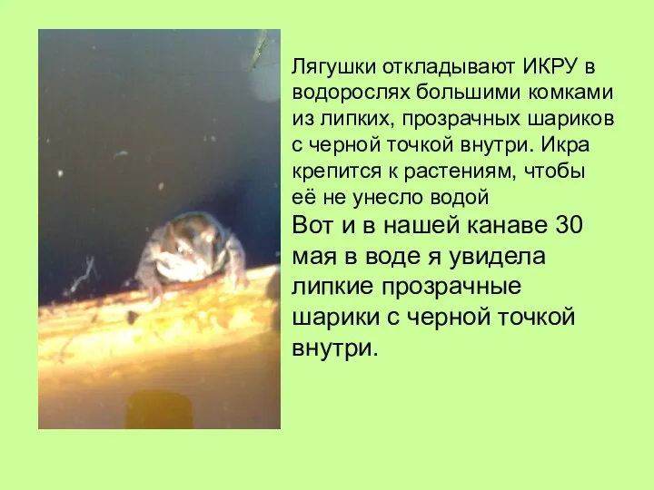 Лягушки откладывают ИКРУ в водорослях большими комками из липких, прозрачных