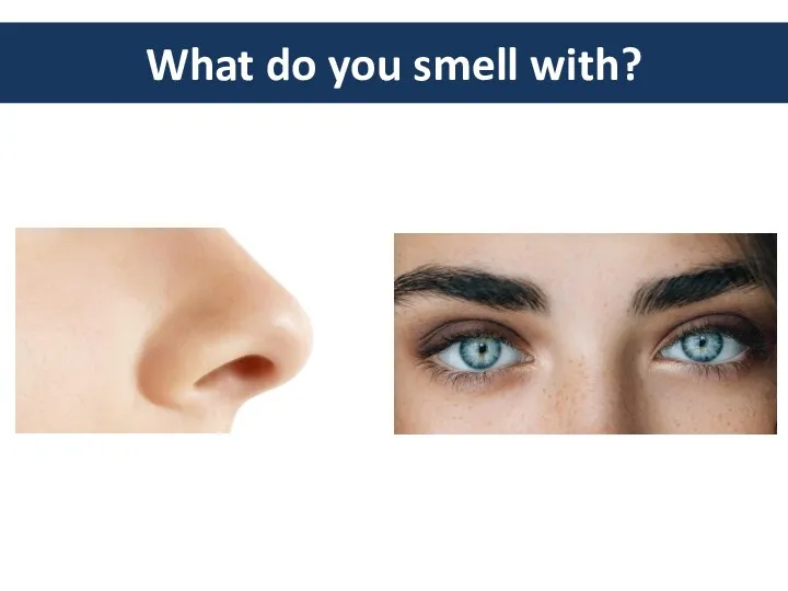 What do you smell with?