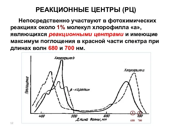 РЕАКЦИОННЫЕ ЦЕНТРЫ (РЦ) Непосредственно участвуют в фотохимических реакциях около 1%