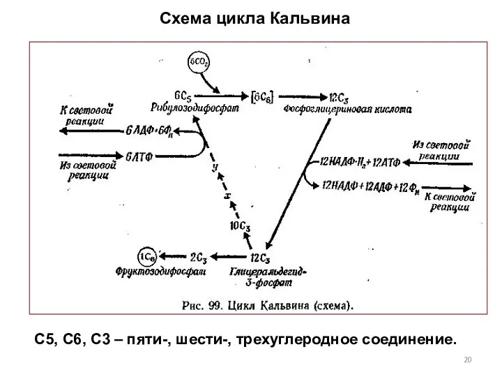 Схема цикла Кальвина С5, С6, С3 – пяти-, шести-, трехуглеродное соединение.