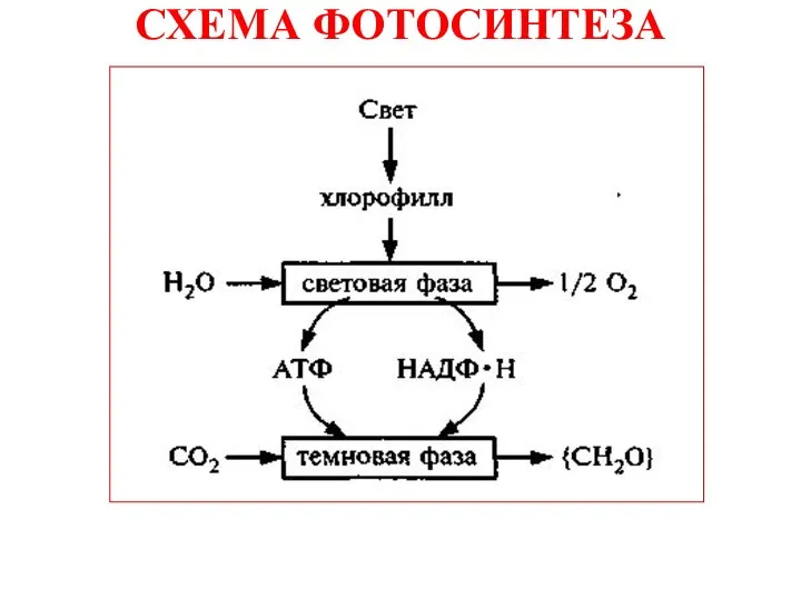 СХЕМА ФОТОСИНТЕЗА