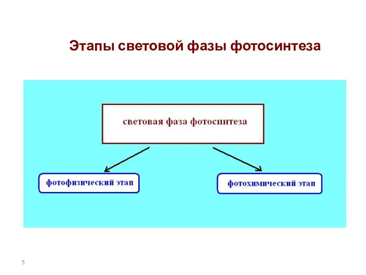 Этапы световой фазы фотосинтеза