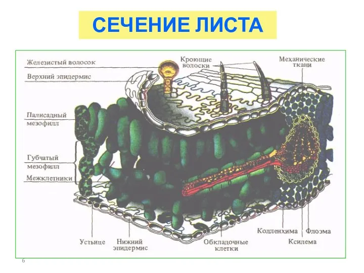 СЕЧЕНИЕ ЛИСТА