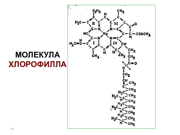 МОЛЕКУЛА ХЛОРОФИЛЛА