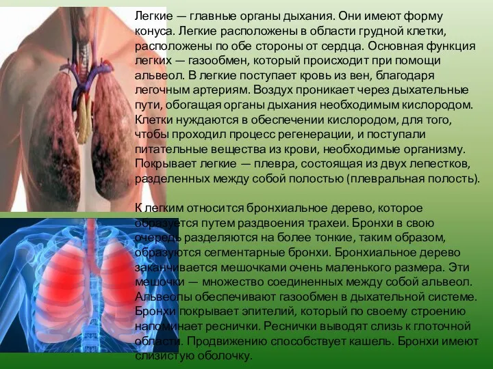 Легкие — главные органы дыхания. Они имеют форму конуса. Легкие