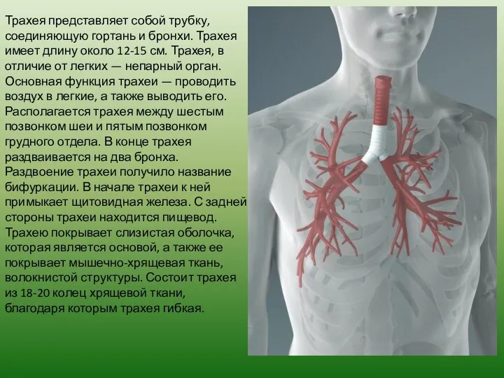 Трахея представляет собой трубку, соединяющую гортань и бронхи. Трахея имеет