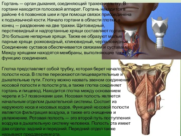 Гортань — орган дыхания, соединяющий трахею и глотку. В гортани