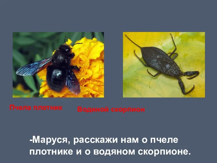 Водяной скорпион -Маруся, расскажи нам о пчеле плотнике и о водяном скорпионе. Пчела плотник