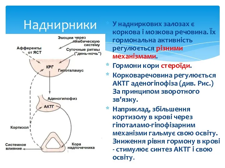 Наднирники У надниркових залозах є коркова і мозкова речовина. Їх