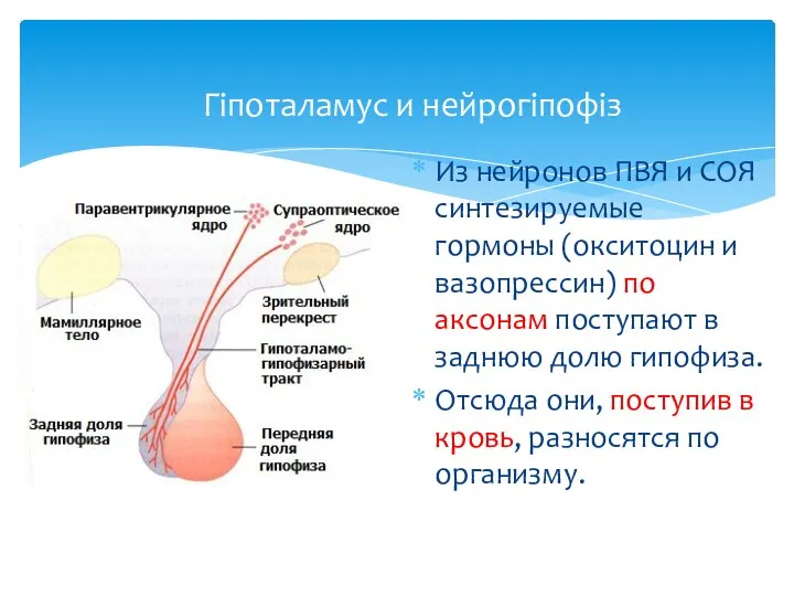 Гіпоталамус и нейрогіпофіз Из нейронов ПВЯ и СОЯ синтезируемые гормоны