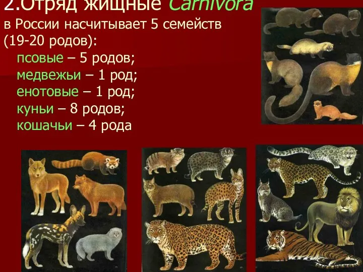 2.Отряд жищные Cаrnivora в России насчитывает 5 семейств (19-20 родов):
