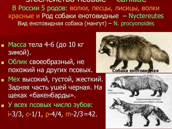 3.Семейство псовые – Canidae В России 5 родов: волки, песцы,