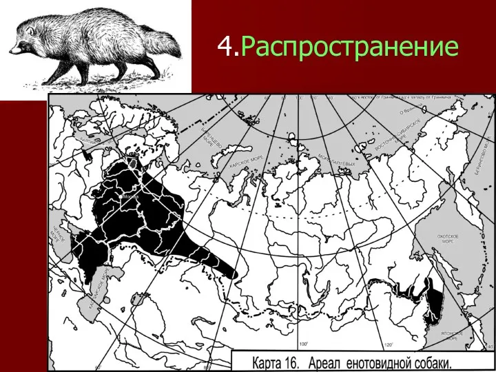 4.Распространение