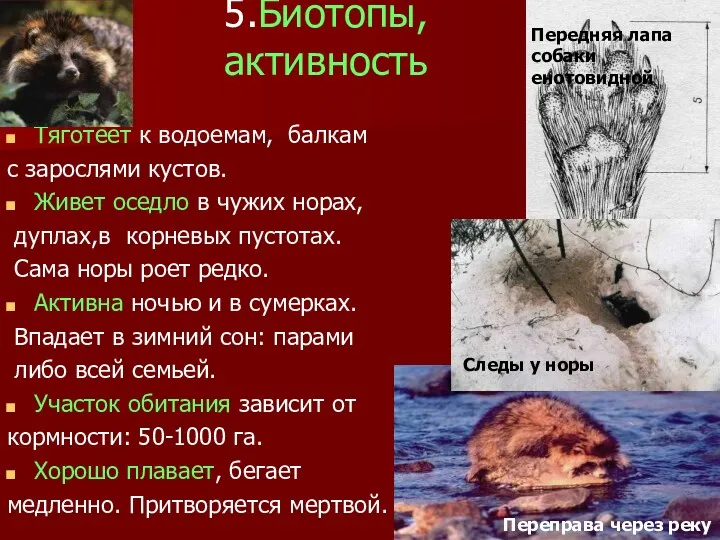 5.Биотопы, активность Тяготеет к водоемам, балкам с зарослями кустов. Живет