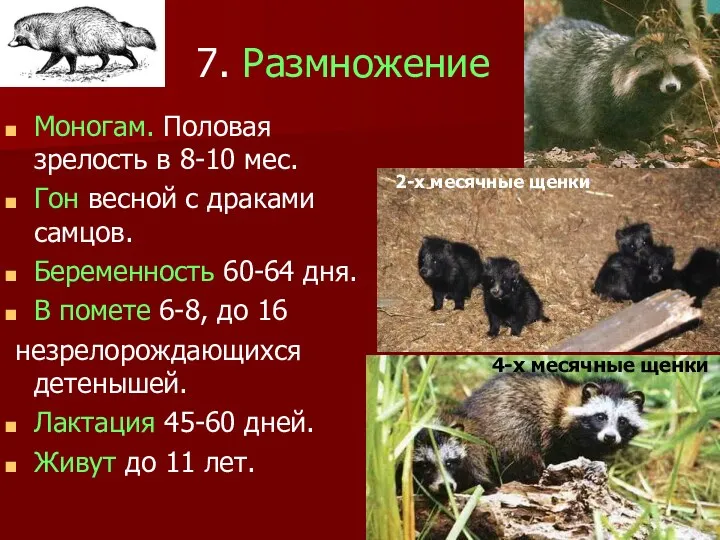 7. Размножение Моногам. Половая зрелость в 8-10 мес. Гон весной