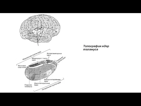 Топография ядер таламуса