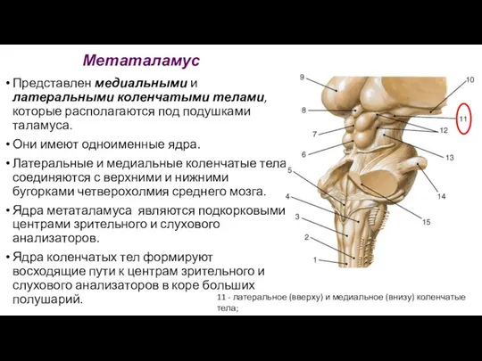 Метаталамус Представлен медиальными и латеральными коленчатыми телами, которые располагаются под