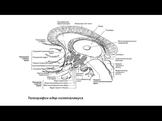 Топография ядер гипоталамуса