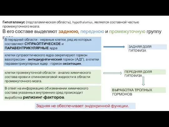 Гипоталамус (подталамическая область), hypothalamus, является составной частью промежуточного мозга. В