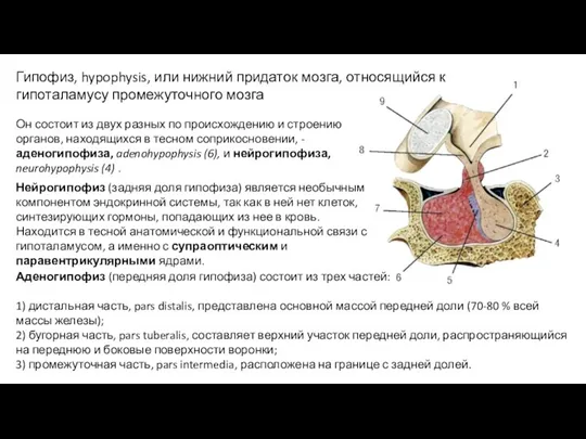 Гипофиз, hypophysis, или нижний придаток мозга, относящийся к гипоталамусу промежуточного