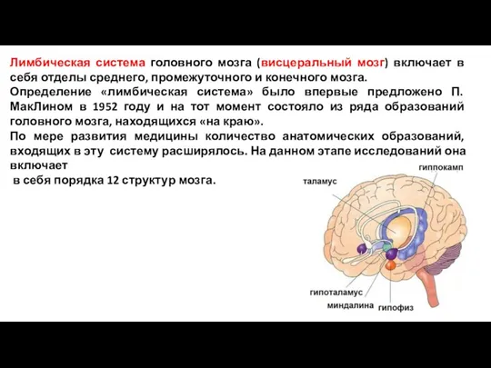 Лимбическая система головного мозга (висцеральный мозг) включает в себя отделы