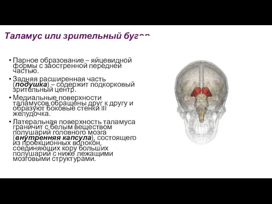 Таламус или зрительный бугор Парное образование – яйцевидной формы с