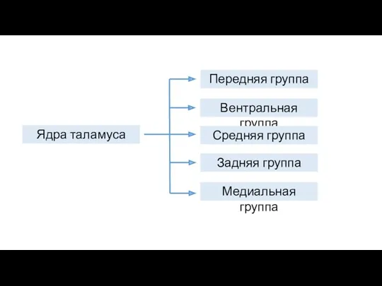 Ядра таламуса Передняя группа Вентральная группа Средняя группа Задняя группа Медиальная группа