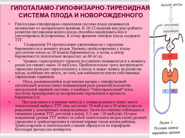 ГИПОТАЛАМО-ГИПОФИЗАРНО-ТИРЕОИДНАЯ СИСТЕМА ПЛОДА И НОВОРОЖДЕННОГО Гипоталамо-гипофизарно-тиреоидная система плода развивается независимо