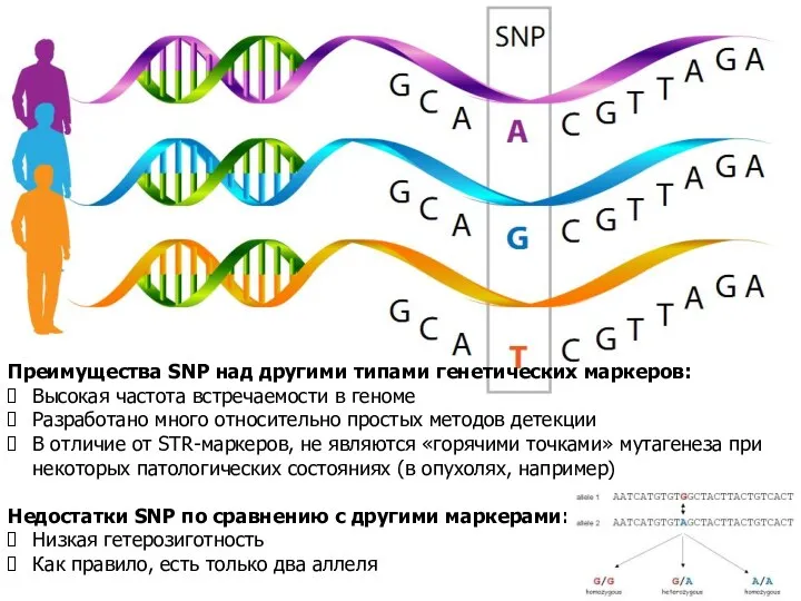 Преимущества SNP над другими типами генетических маркеров: Высокая частота встречаемости в геноме Разработано