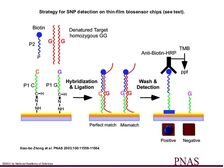 Strategy for SNP detection on thin-film biosensor chips (see text). Xiao-bo Zhong et