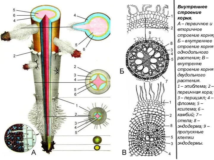 Внутреннее строение корня. А – первичное и вторичное строение корня;