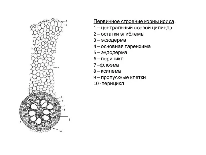 Первичное строение корны ириса: 1 – центральный осевой цилиндр 2