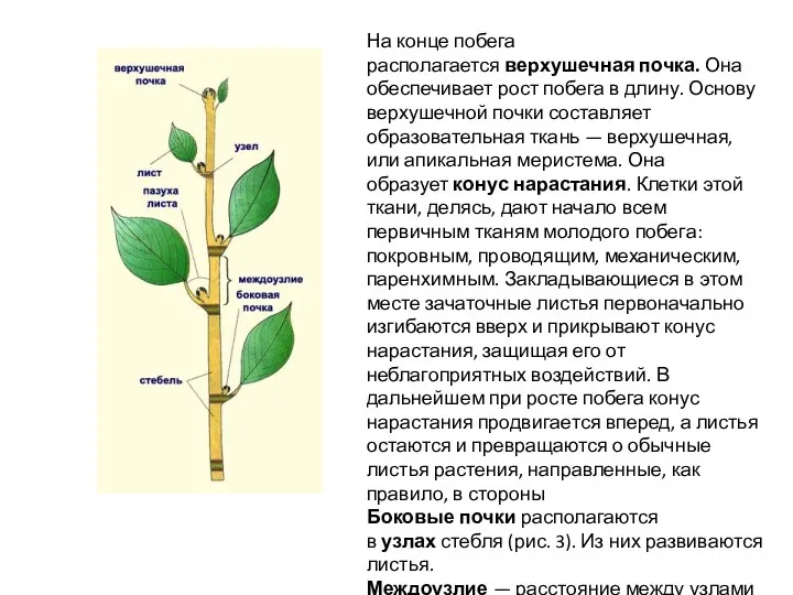 На конце побега располагается верхушечная почка. Она обеспечивает рост побега