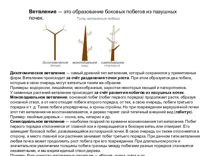 Ветвление — это образование боковых побегов из пазушных почек. Дихотомическое