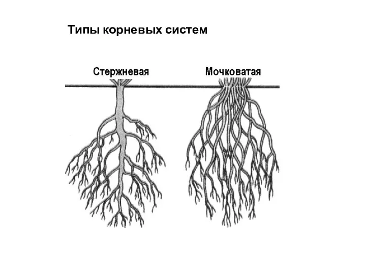 Типы корневых систем