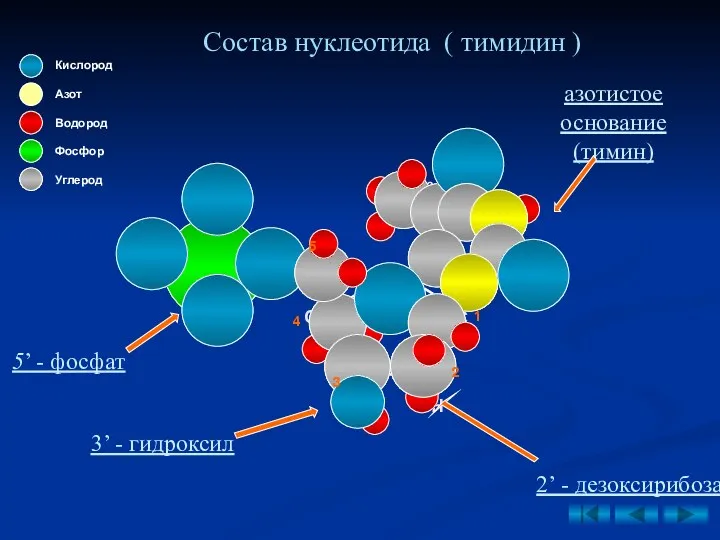 Состав нуклеотида ( тимидин ) 1 4 3 2 5
