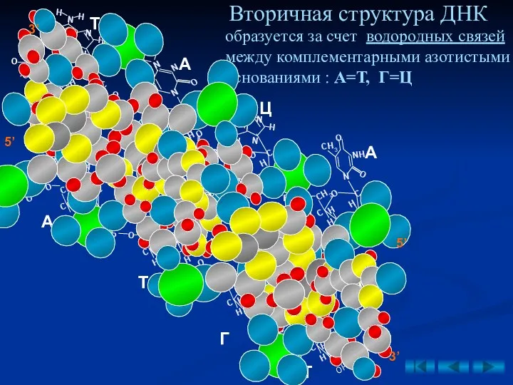 А Т Г Т А А Т Ц Вторичная структура