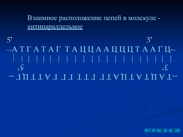 5’ 3’ --А Т Г А Т А Г Т