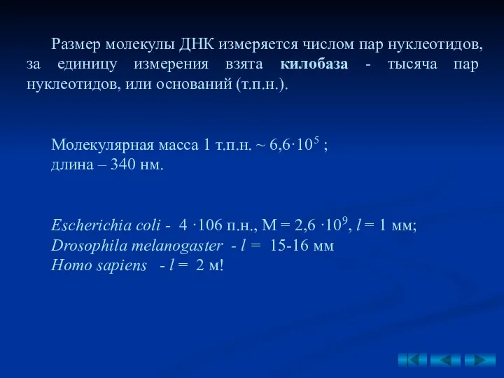 Размер молекулы ДНК измеряется числом пар нуклеотидов, за единицу измерения