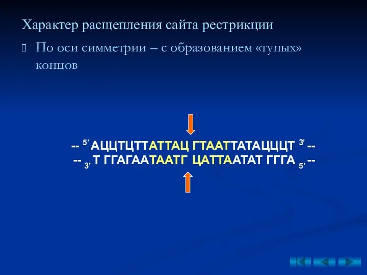 Характер расщепления сайта рестрикции По оси симметрии – с образованием