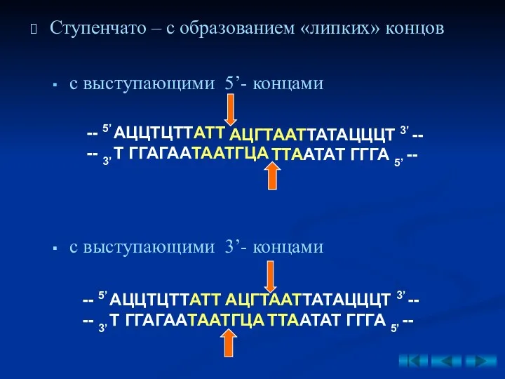 Ступенчато – с образованием «липких» концов АЦГТААТТАТАЦЦЦТ 3’ -- ТТААТАТ