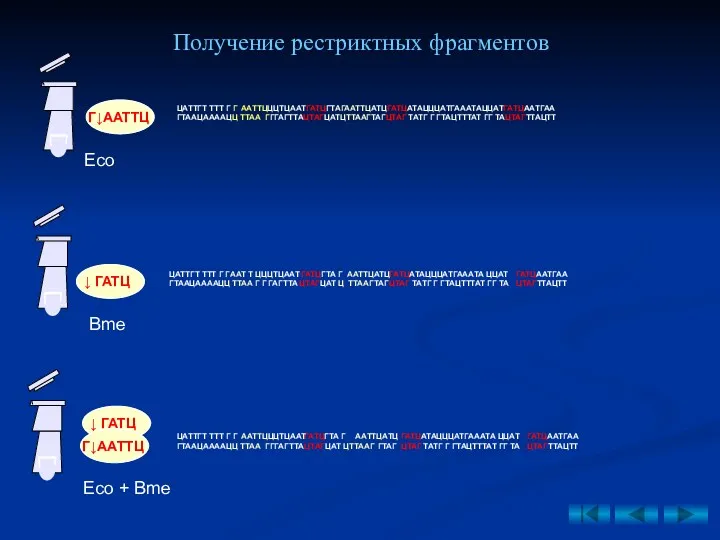 Получение рестриктных фрагментов ААТТЦАТЦГАТЦАТАЦЦЦАТГАААТАЦЦАТГАТЦААТГАА ГТАГЦТАГ ТАТГ Г ГТАЦТТТАТ ГГ ТАЦТАГТТАЦТТ