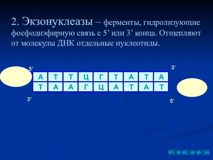 2. Экзонуклеазы – ферменты, гидролизующие фосфодиэфирную связь с 5’ или