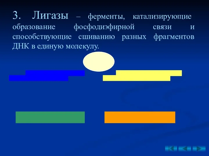 3. Лигазы – ферменты, катализирующие образование фосфодиэфирной связи и способствующие