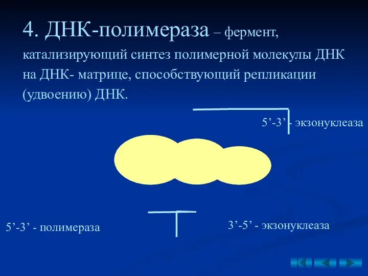 4. ДНК-полимераза – фермент, катализирующий синтез полимерной молекулы ДНК на