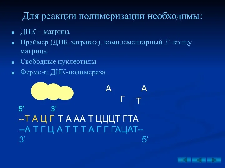 Для реакции полимеризации необходимы: ДНК – матрица Праймер (ДНК-затравка), комплементарный